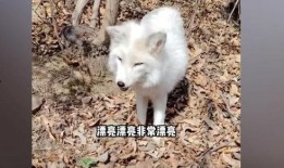 《白狐》在线观看,穿越时空的奇幻爱情传奇